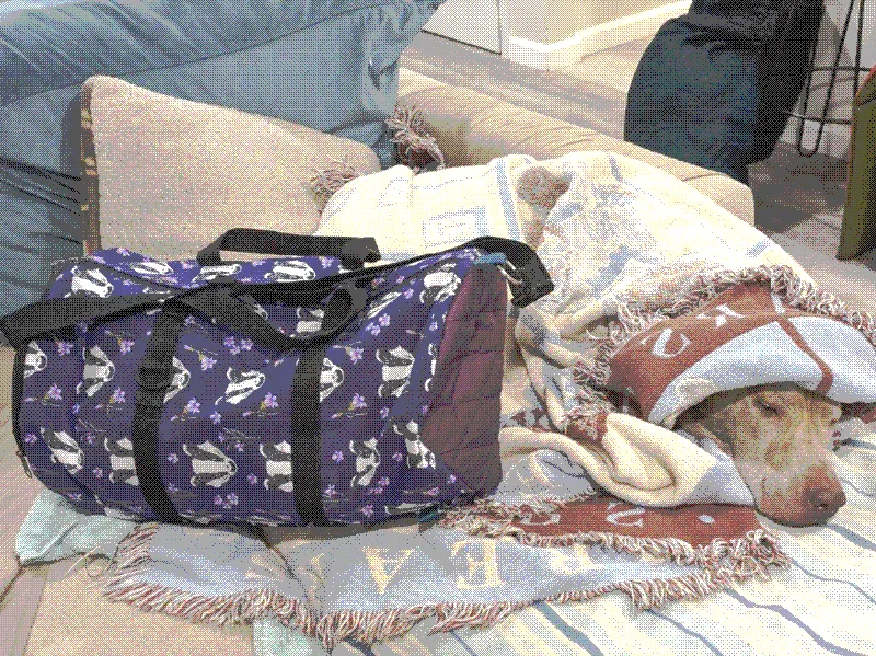 a homemade duffle bag with a badger pattern on a couch next to a dog covered in blankets