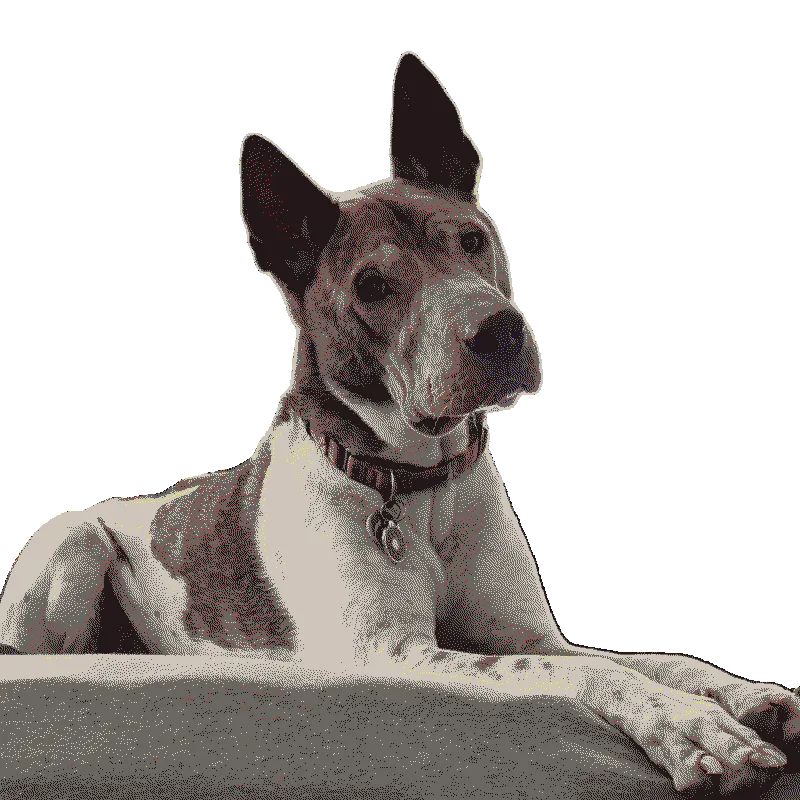 a medium sized dog that is sitting on a bed with front legs stretched out